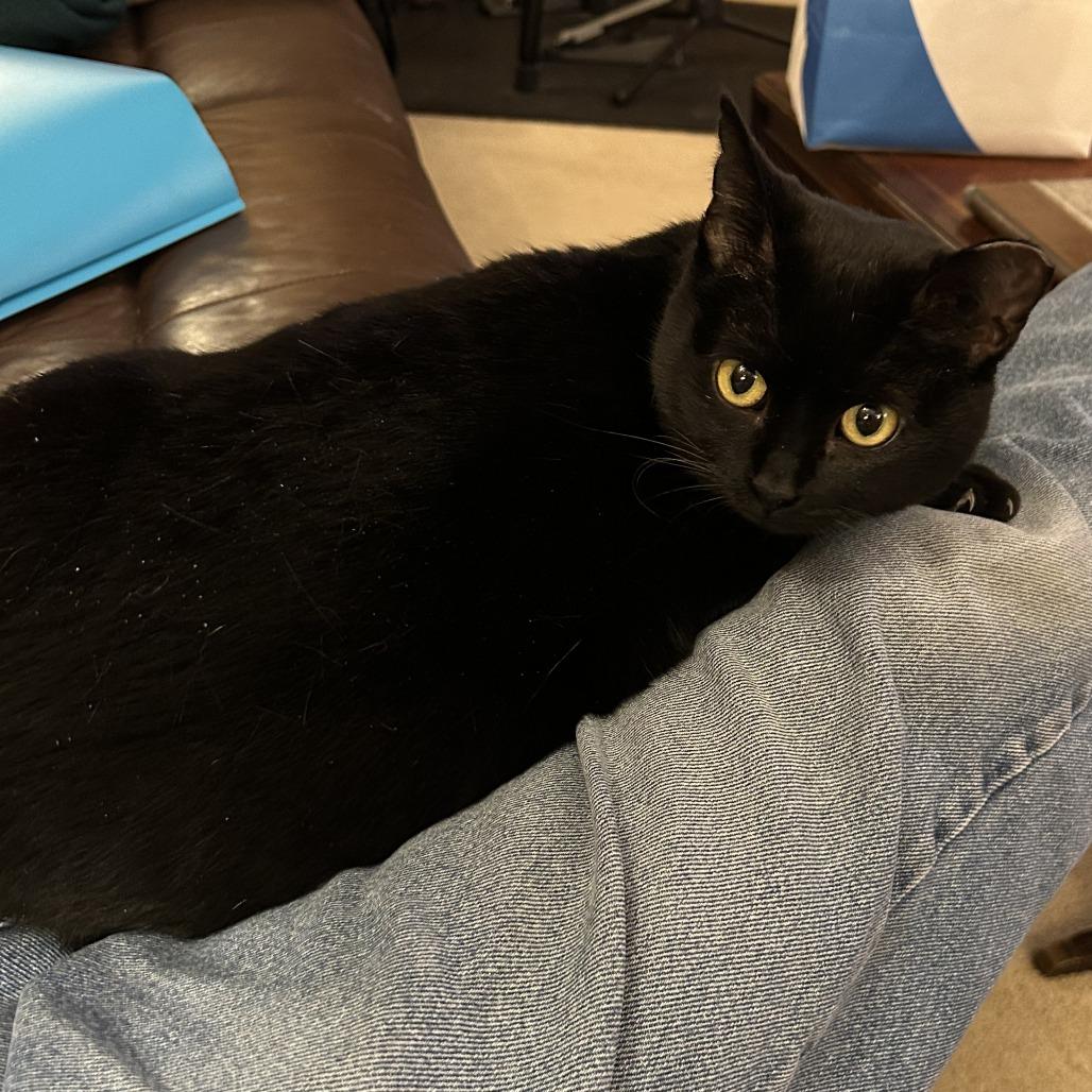 Enlarge Mamas-Foster, a Adoptable Domestic Short Hair in Grand Rapids, MI image 4/6