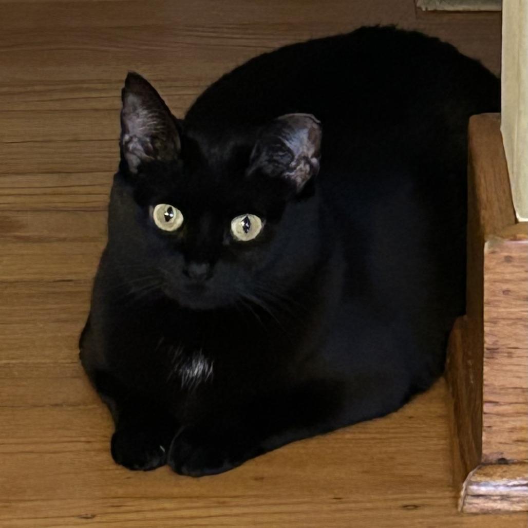 Enlarge Mamas, a Adoptable Domestic Short Hair in Grand Rapids, MI image 5/6