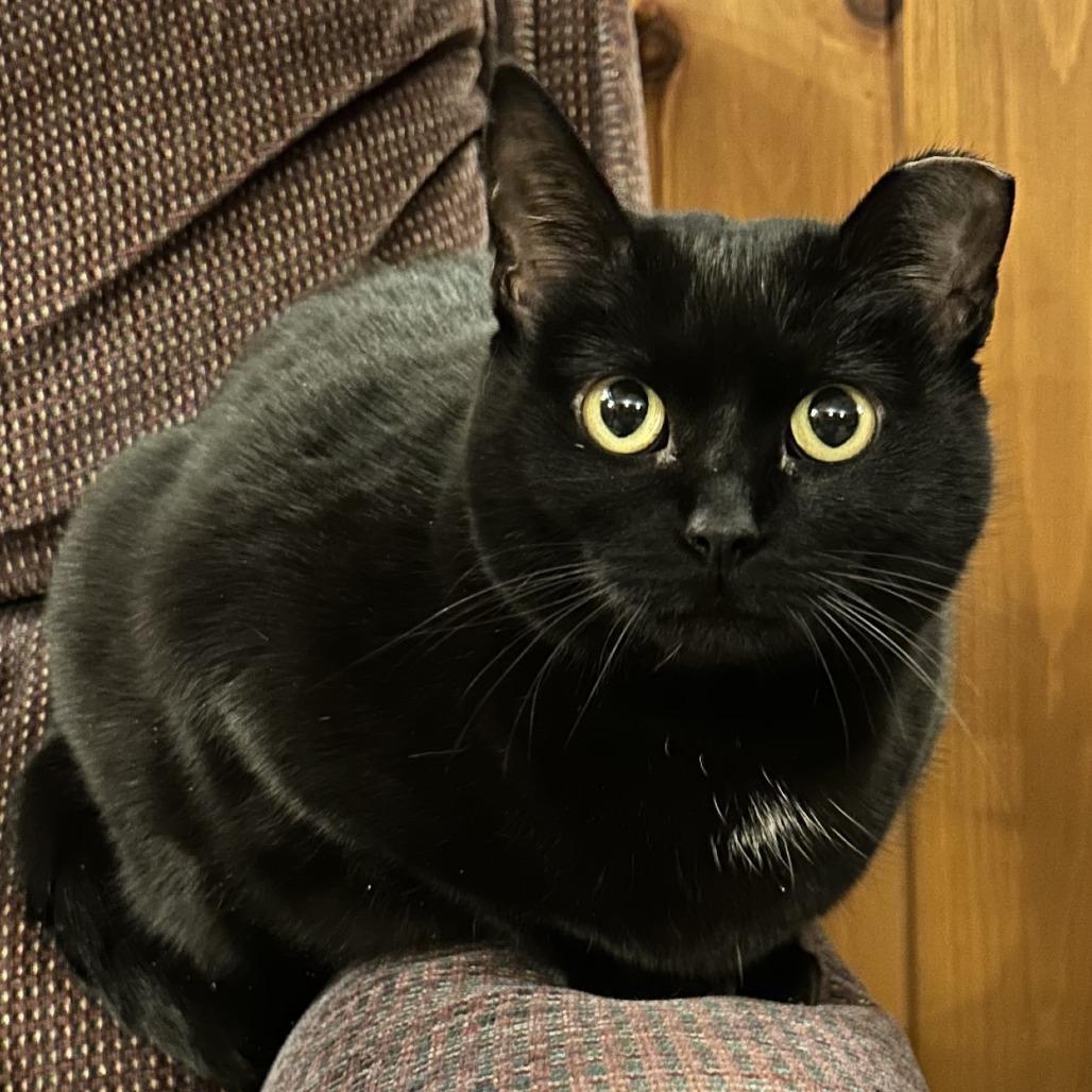 Enlarge Mamas-Foster, a Adoptable Domestic Short Hair in Grand Rapids, MI image 5/6