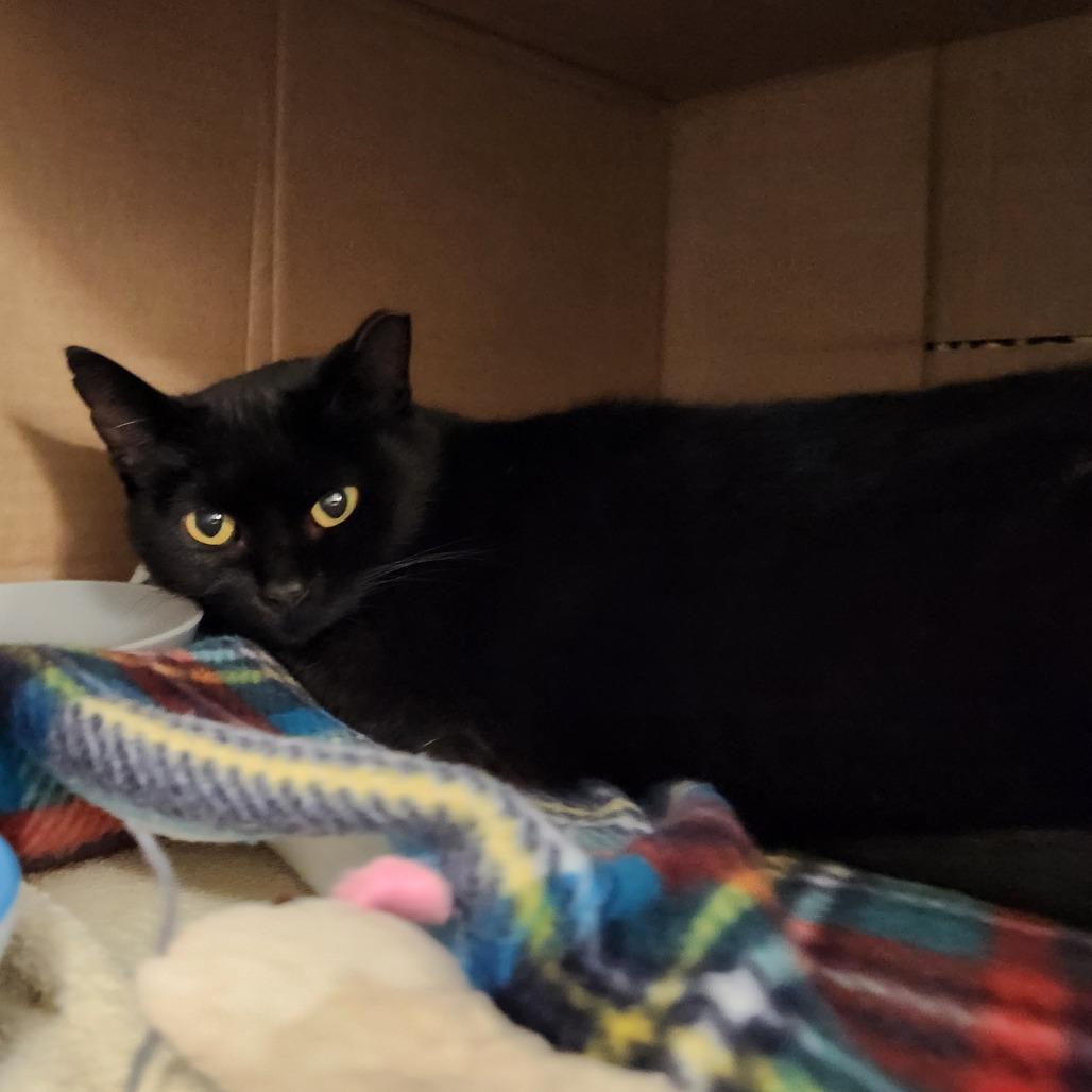 Enlarge Mamas, a Adoptable American Shorthair in Grand Rapids, MI image 2/2