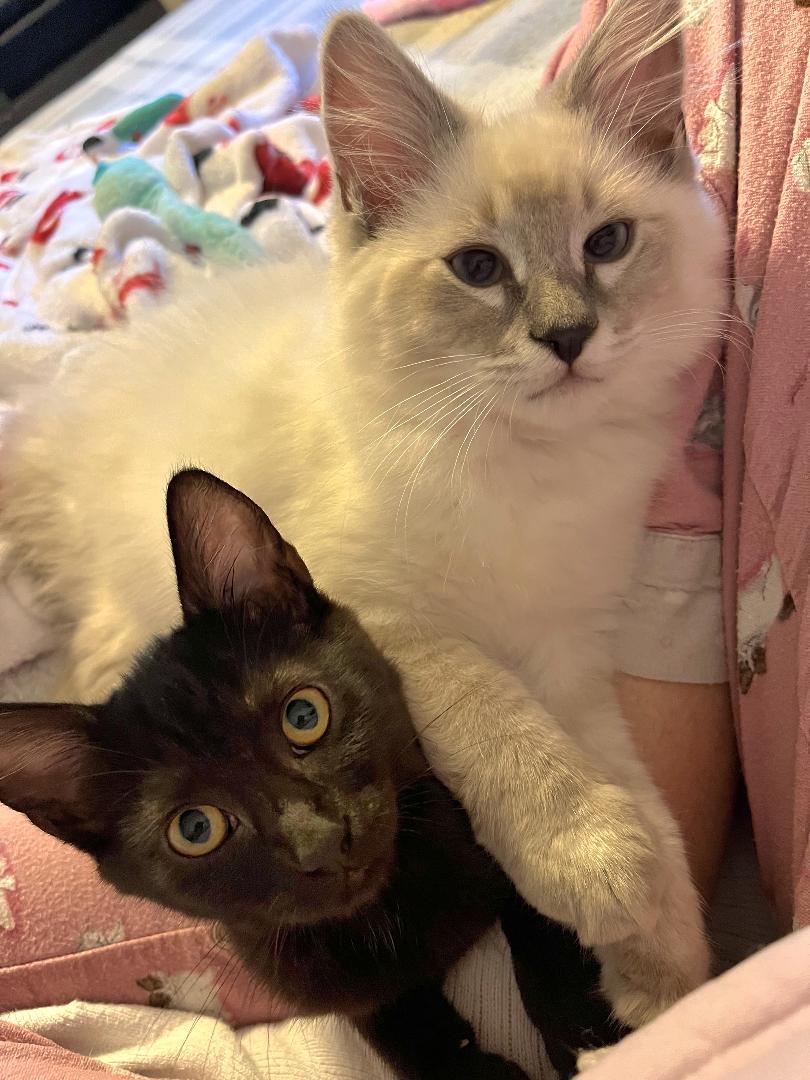 Yeti & Neytiri, Adopted, Kitten Male Siamese & Domestic Long Hair.