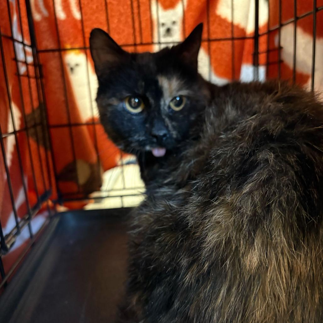 Enlarge Car Key, a Adoptable Domestic Short Hair in Rifle, CO image 1/1