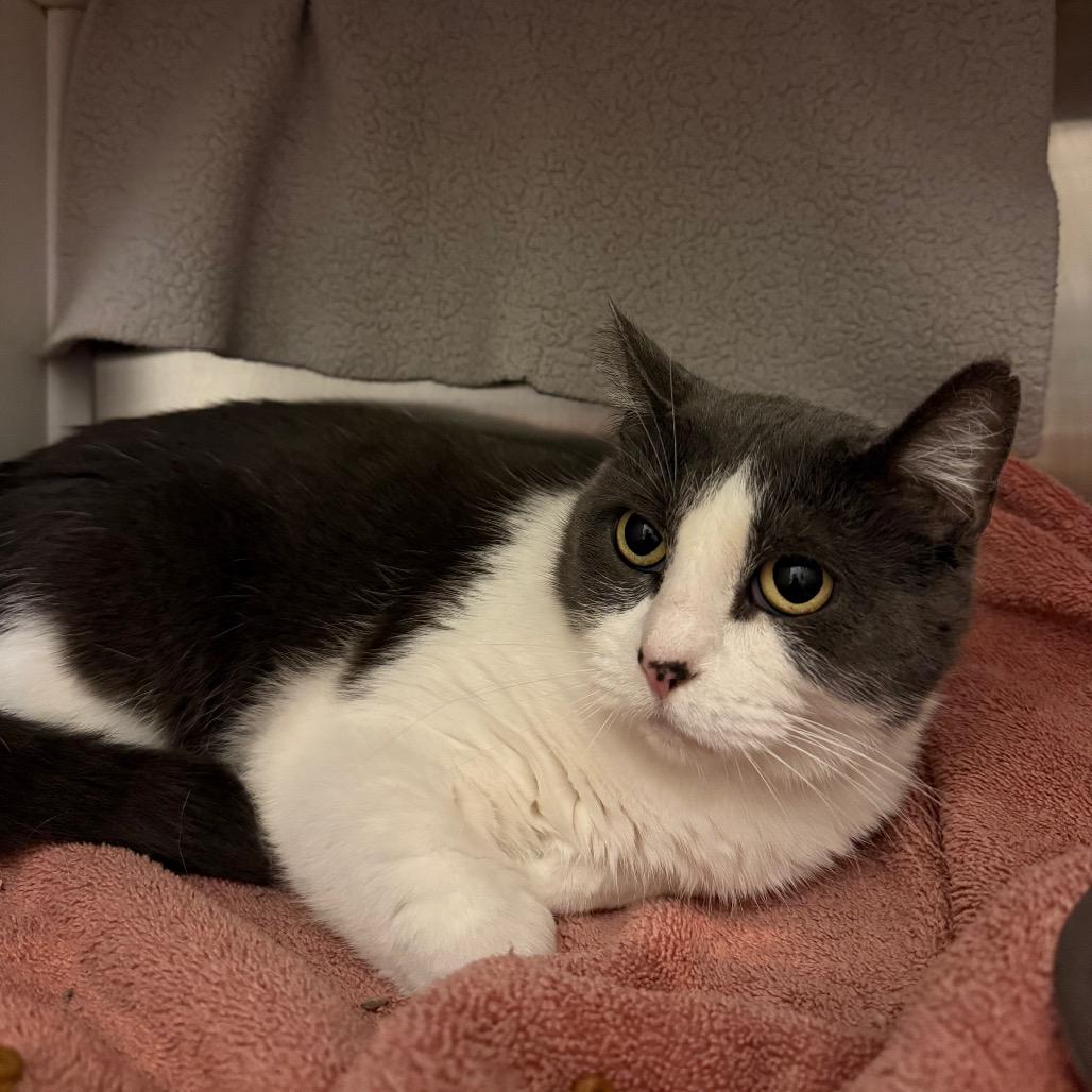 Enlarge Snuggles, a Adoptable Domestic Short Hair in Council Bluffs, IA image 1/1