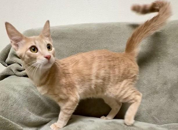 Lloyd, ADOPTABLE, Young Male Domestic Short Hair.