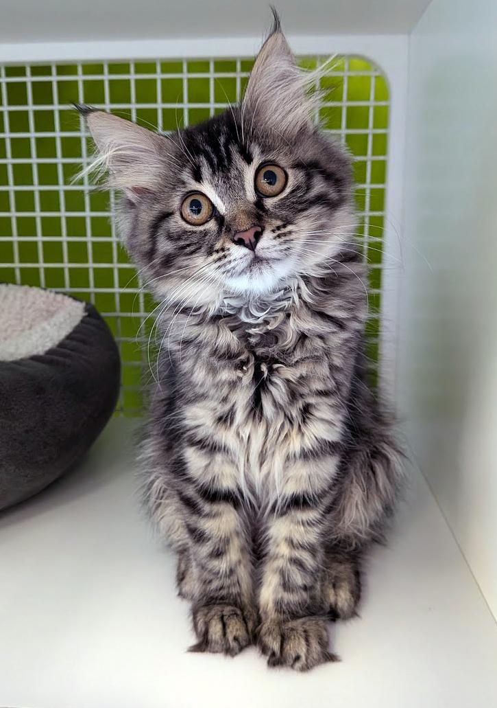 Nyla, an adopted mixed breed image 1/2