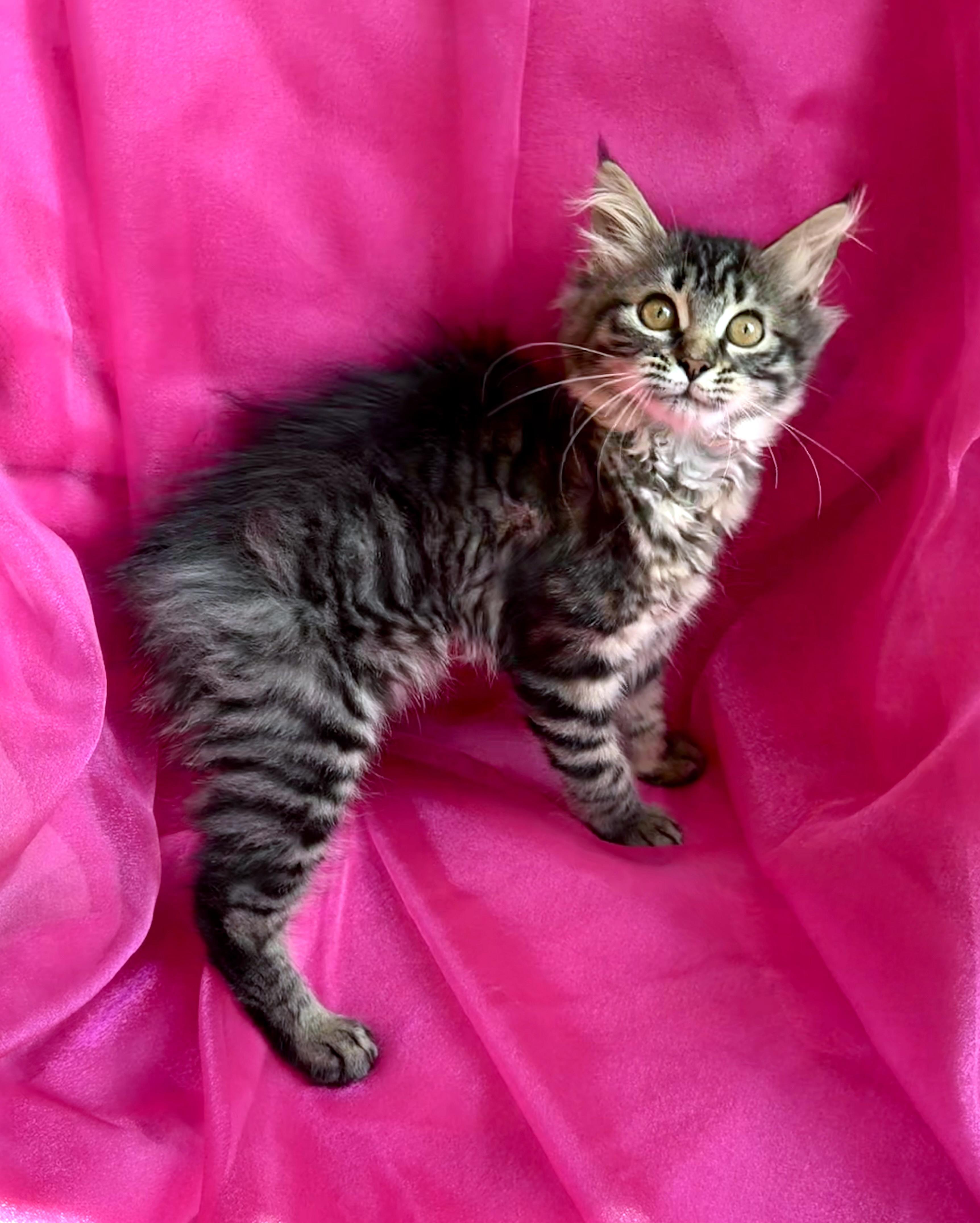 Nyla, an adopted mixed breed image 2/2