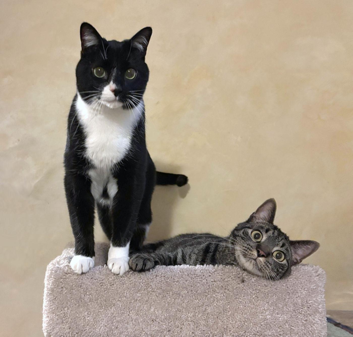 Halston & Hermes, an adoptable Domestic Short Hair in Manitou Springs, CO, 80829 | Photo Image 2