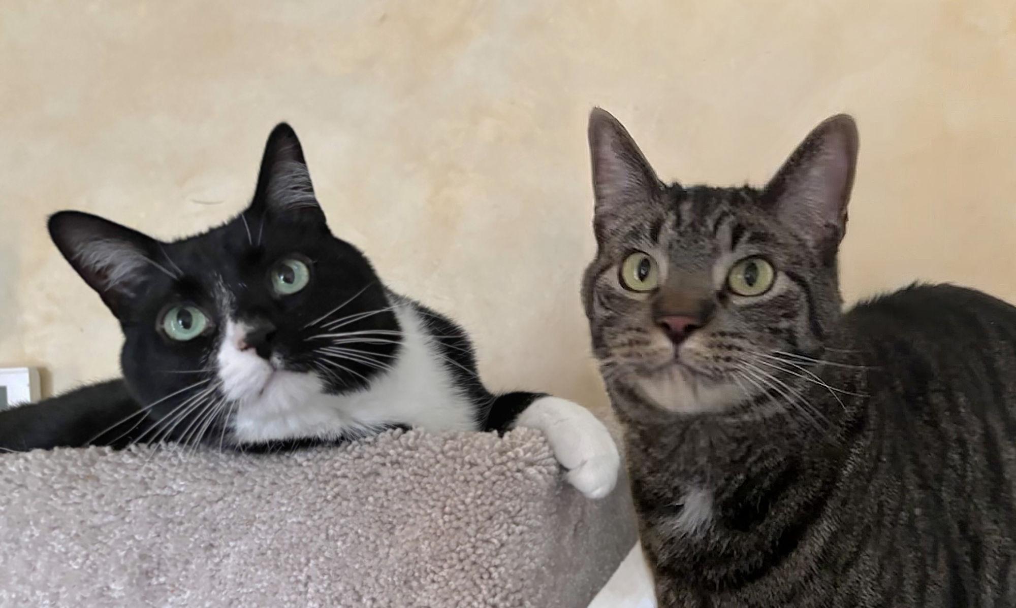 Halston & Hermes, an adoptable Domestic Short Hair in Manitou Springs, CO, 80829 | Photo Image 1