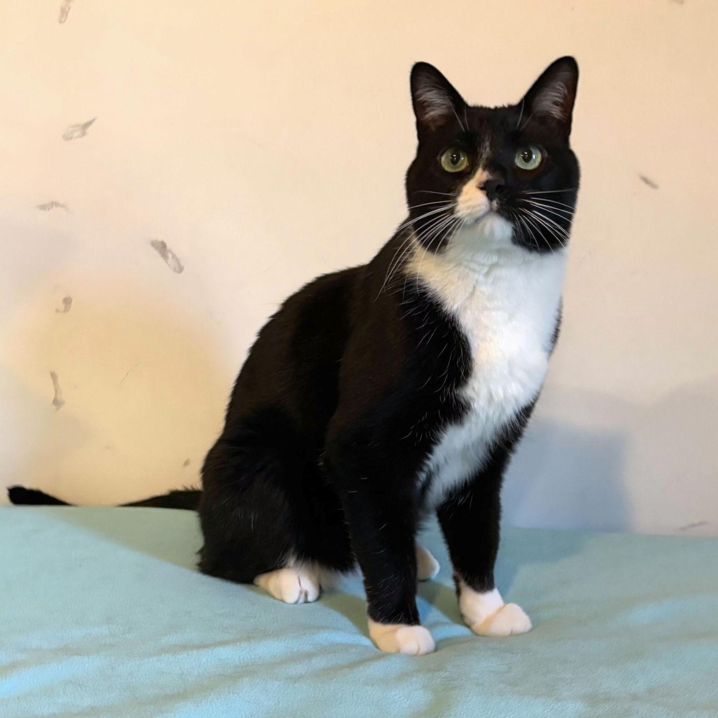 Halston & Hermes, an adoptable Domestic Short Hair in Manitou Springs, CO, 80829 | Photo Image 3