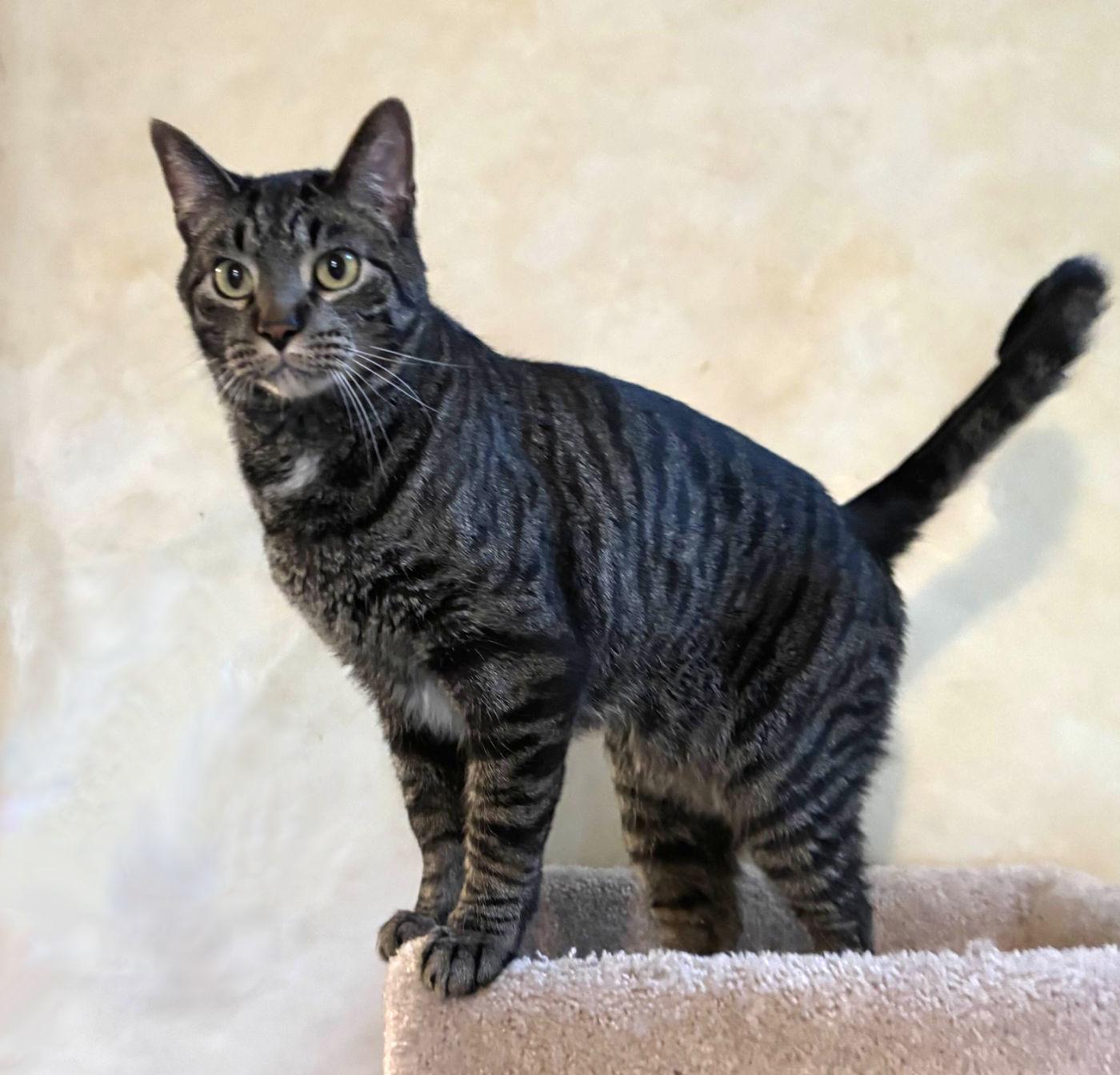 Halston & Hermes, an adoptable Domestic Short Hair in Manitou Springs, CO, 80829 | Photo Image 4