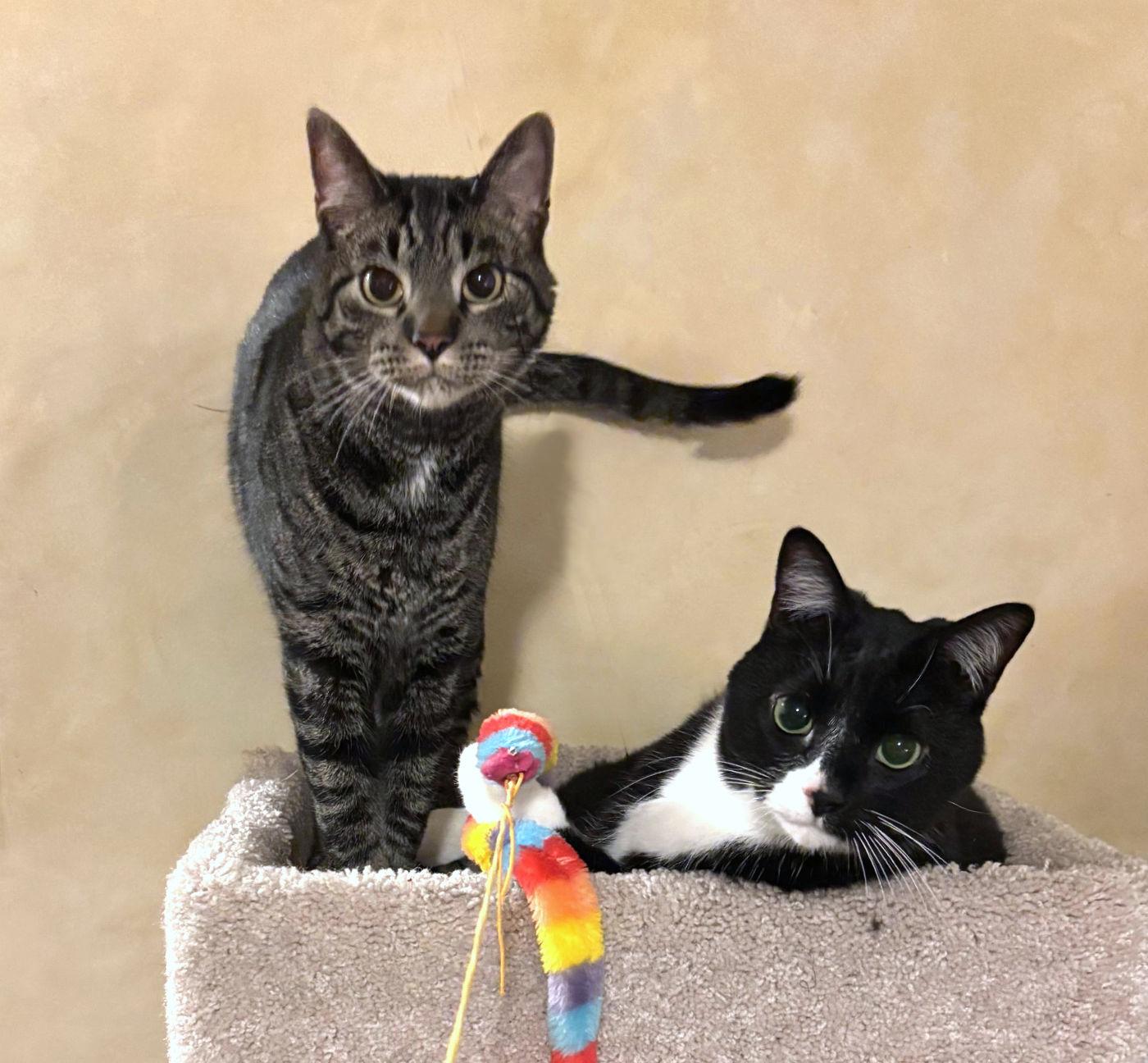 Halston & Hermes, an adoptable Domestic Short Hair in Manitou Springs, CO, 80829 | Photo Image 5