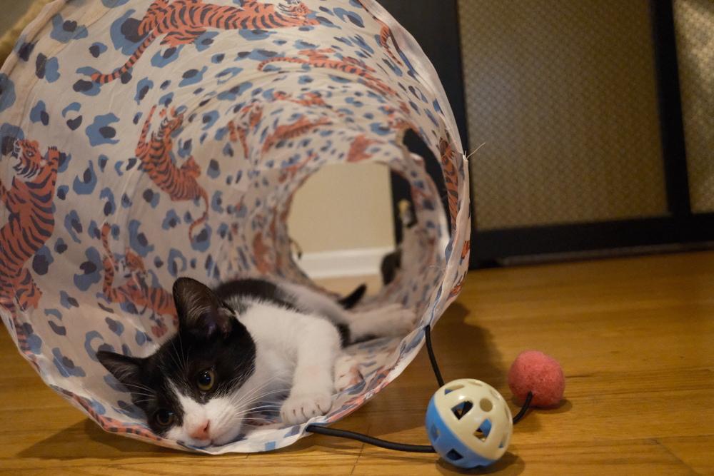 Nabi, a Adoptable Domestic Short Hair in North Brunswick, NJ image 1/3