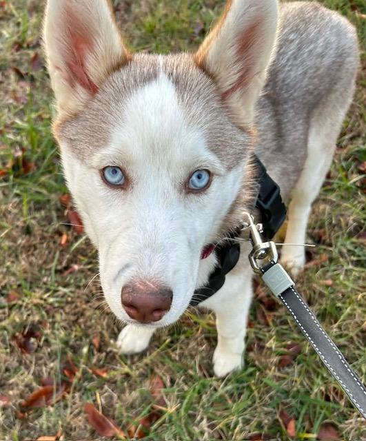 Enlarge Nadia (Besst Puppy), a ADOPTABLE Husky in Newfoundland, PA image 1/4