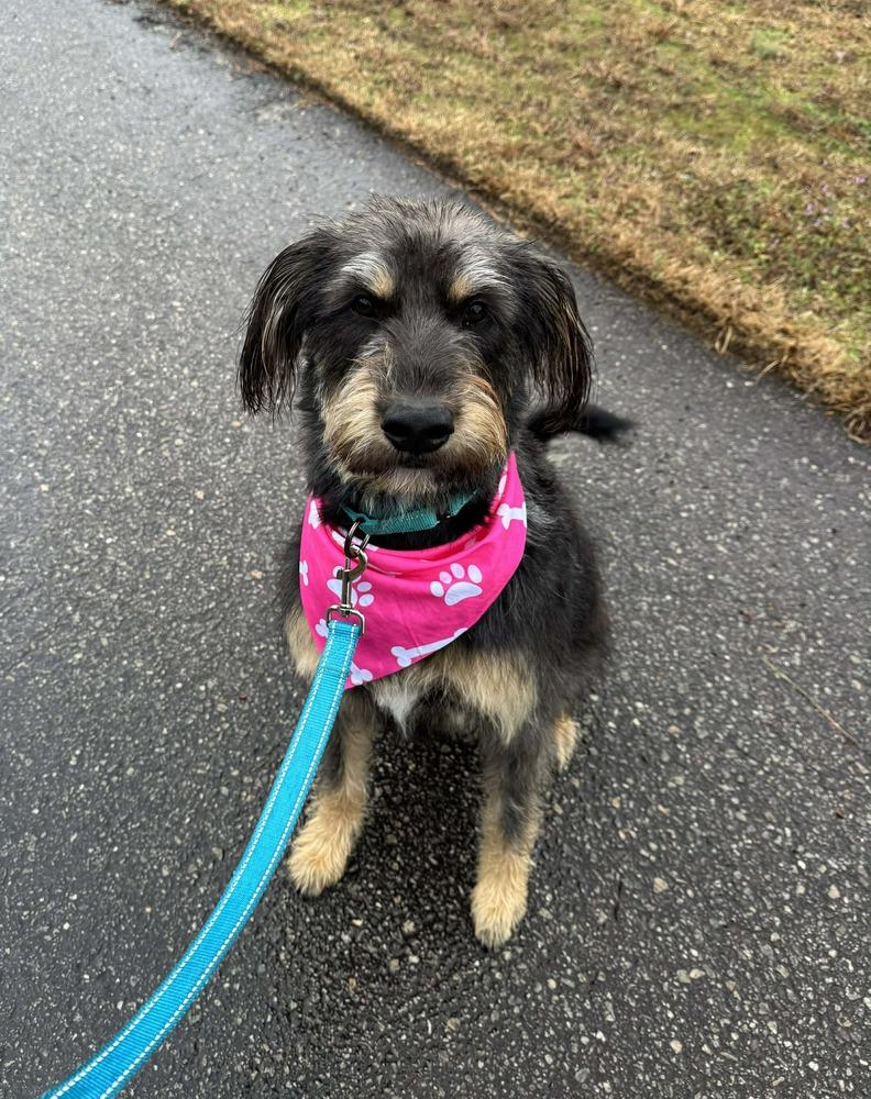 The Shaggy DA, Adoptable, Young Female Mixed Breed.