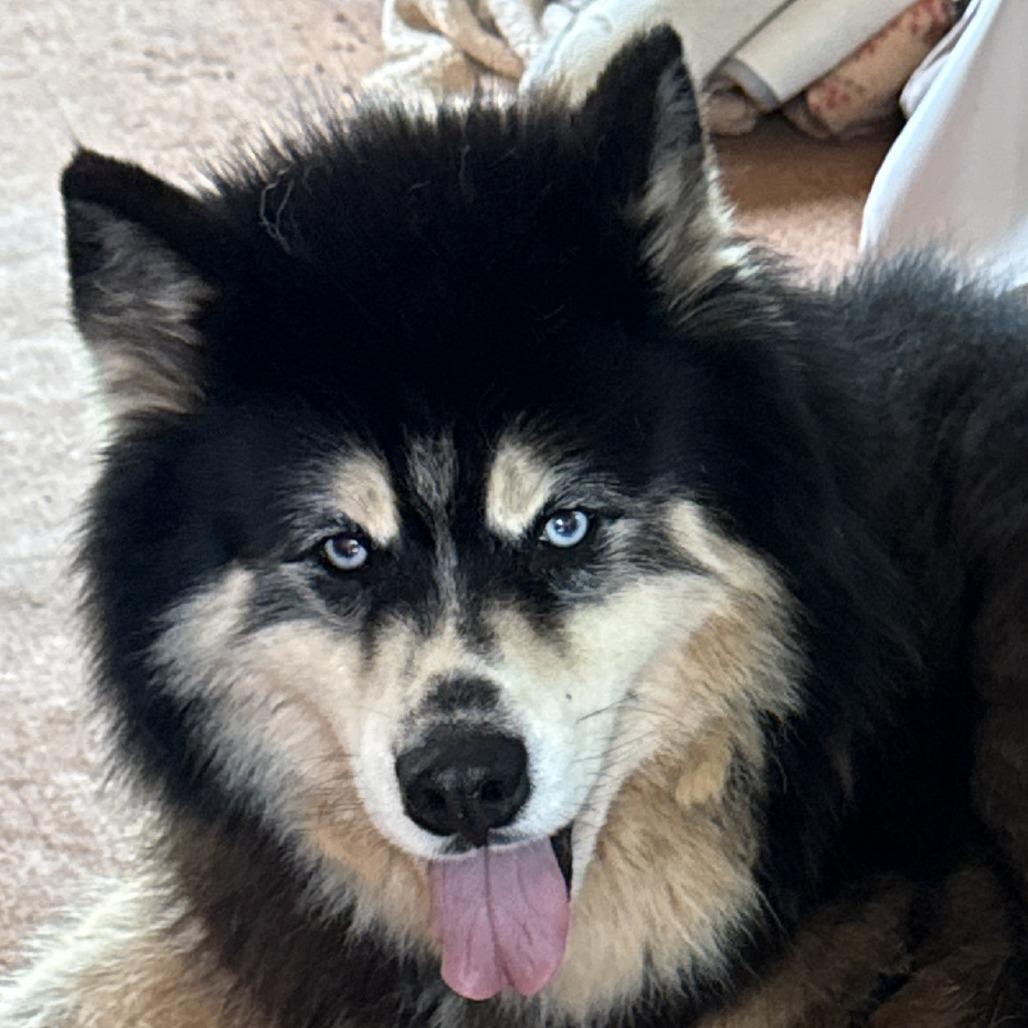 Timon, a Adoptable Alaskan Malamute in Greensboro, GA image 2/6