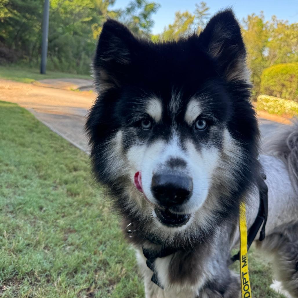 Timon, a Adoptable Alaskan Malamute in Greensboro, GA image 3/6