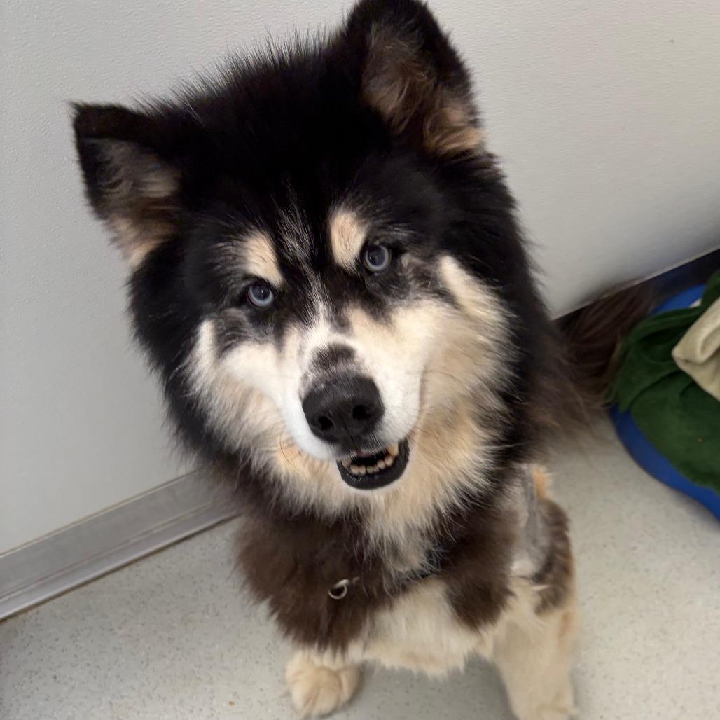 Timon, Adoptable, Adult Male Alaskan Malamute.