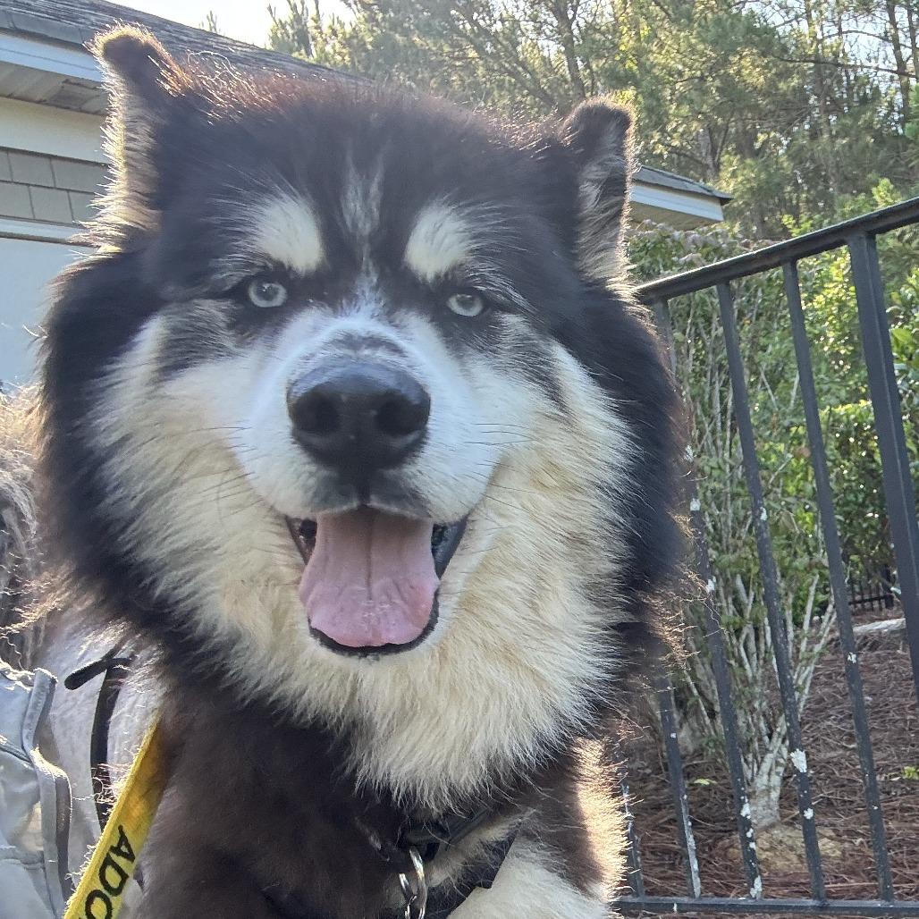 Timon, a Adoptable Alaskan Malamute in Greensboro, GA image 5/6