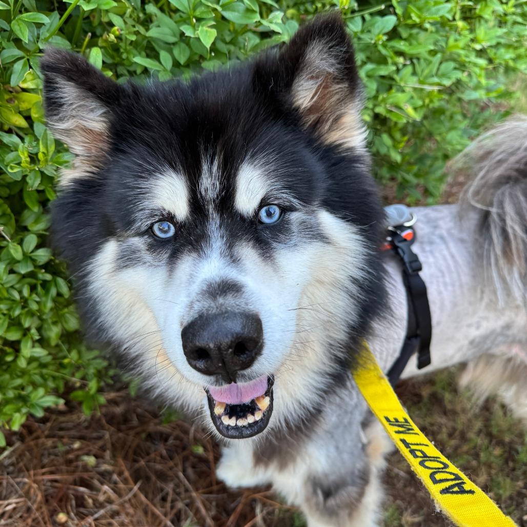 Timon, a Adoptable Alaskan Malamute in Greensboro, GA image 6/6