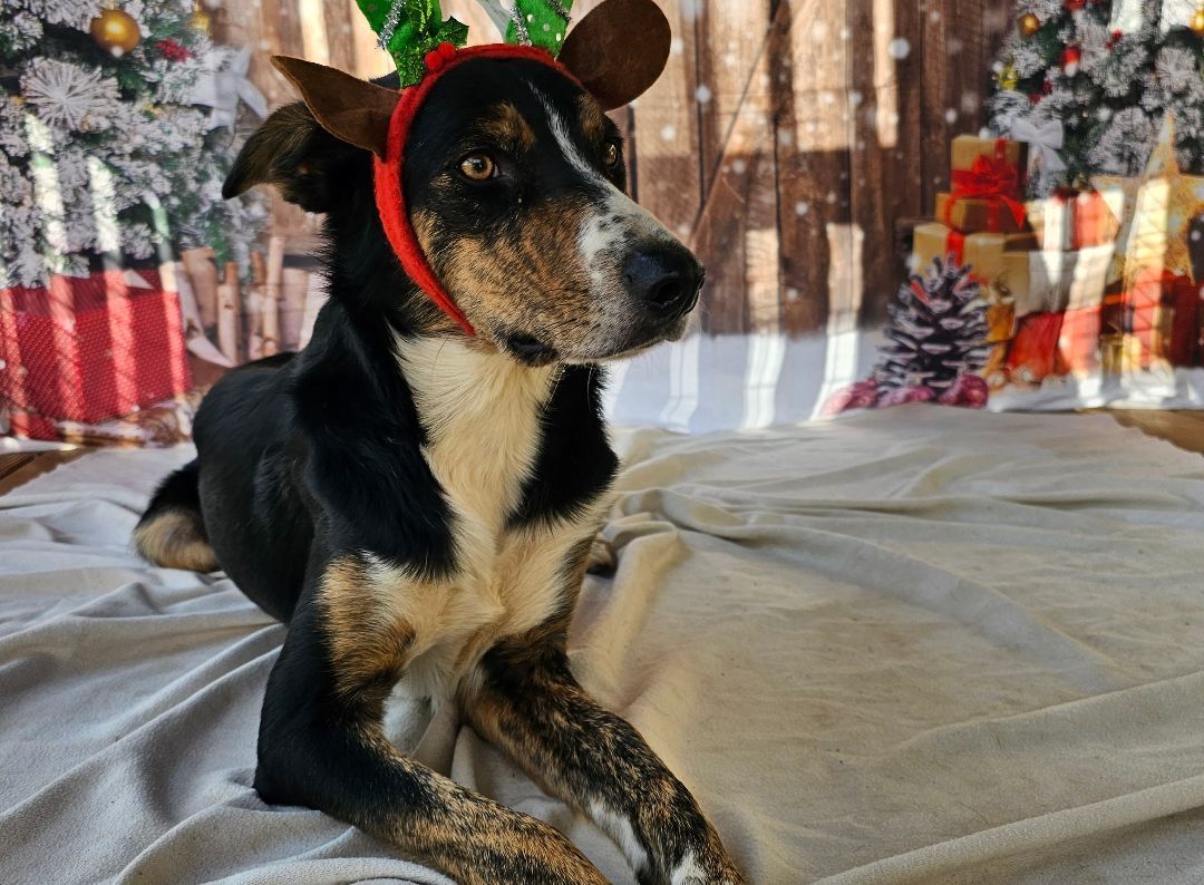 Enlarge Spook, a Adoptable mixed breed in Rocky Mount, NC image 1/6