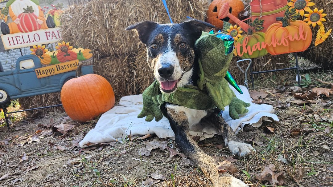 Enlarge Spook, a Adoptable mixed breed in Rocky Mount, NC image 2/6