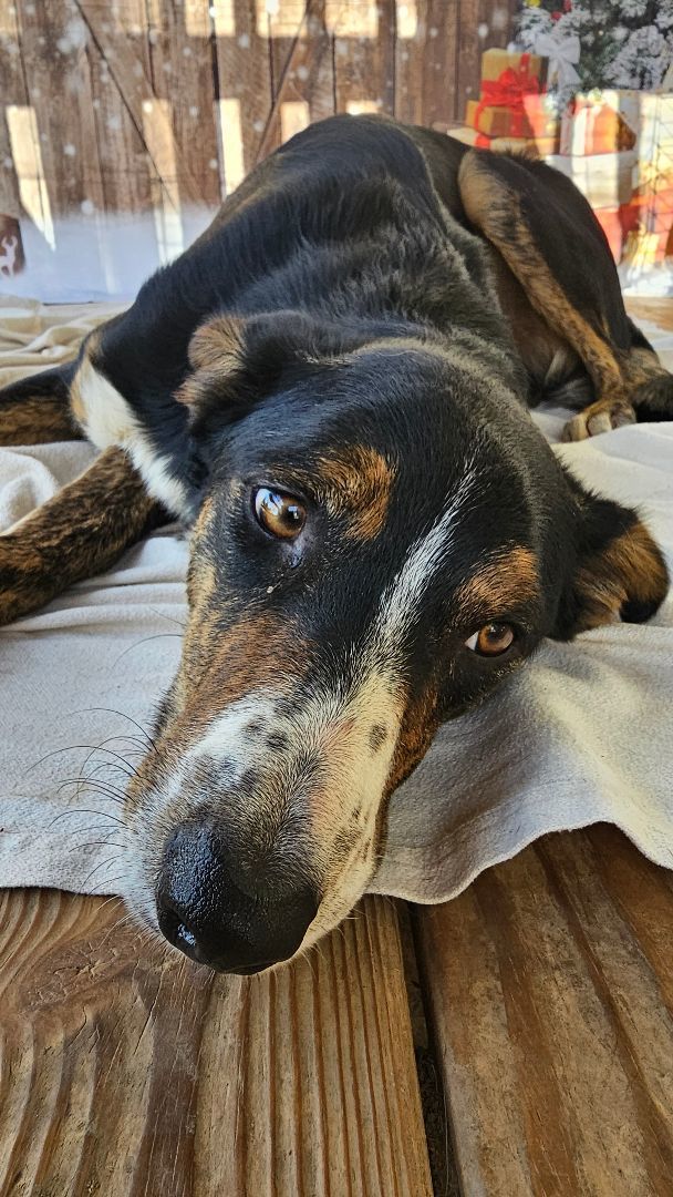 Enlarge Spook, a Adoptable mixed breed in Rocky Mount, NC image 3/6