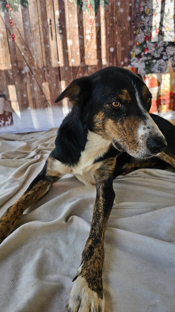 Enlarge Spook, a Adoptable mixed breed in Rocky Mount, NC image 5/6