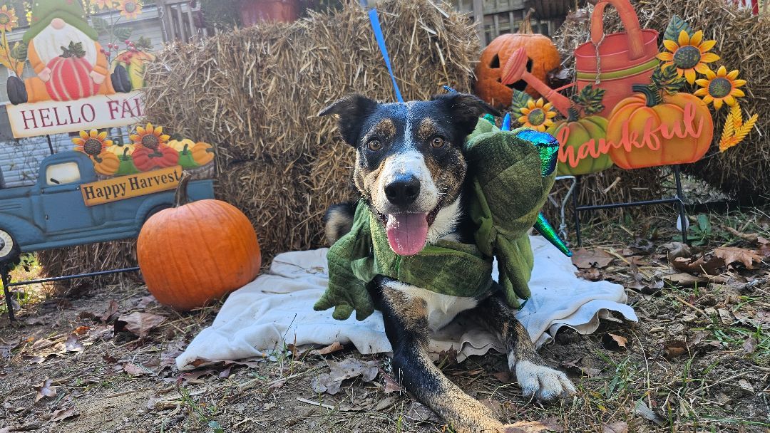 Enlarge Spook, a Adoptable mixed breed in Rocky Mount, NC image 6/6