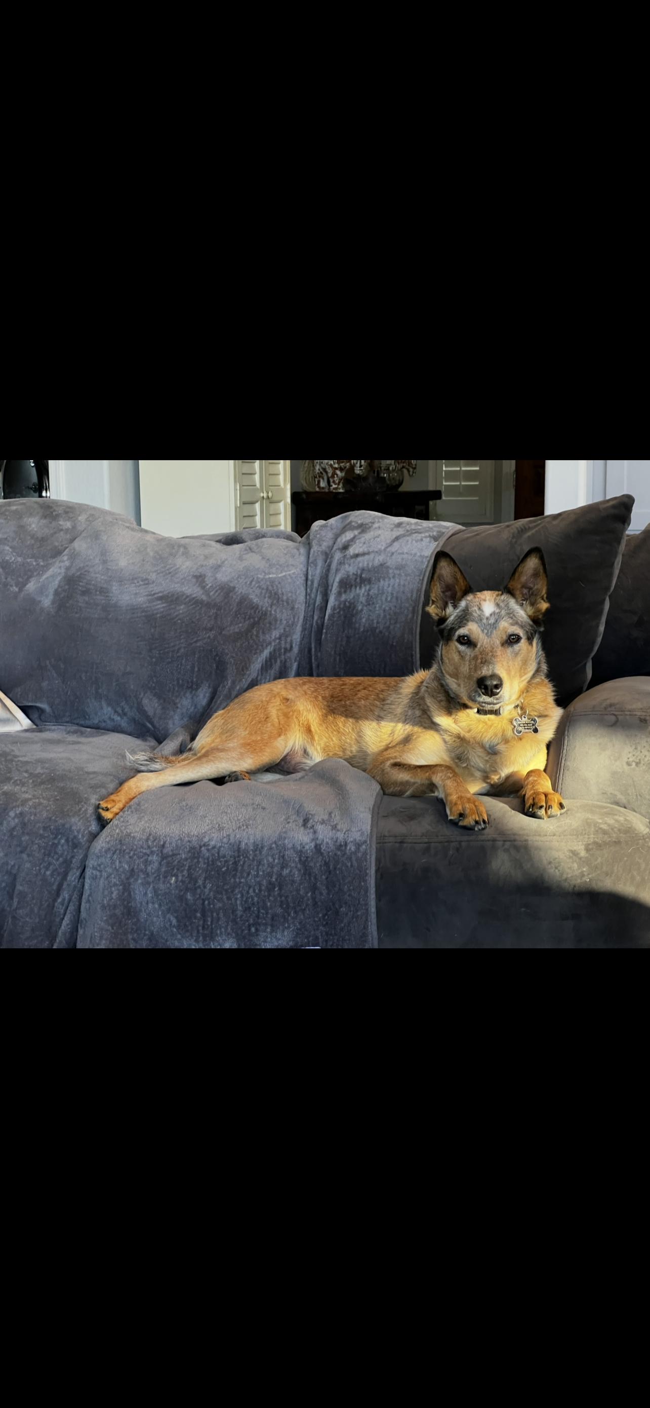 Harrison, ADOPTABLE, Puppy Male Australian Cattle Dog / Blue Heeler & German Shepherd Dog.