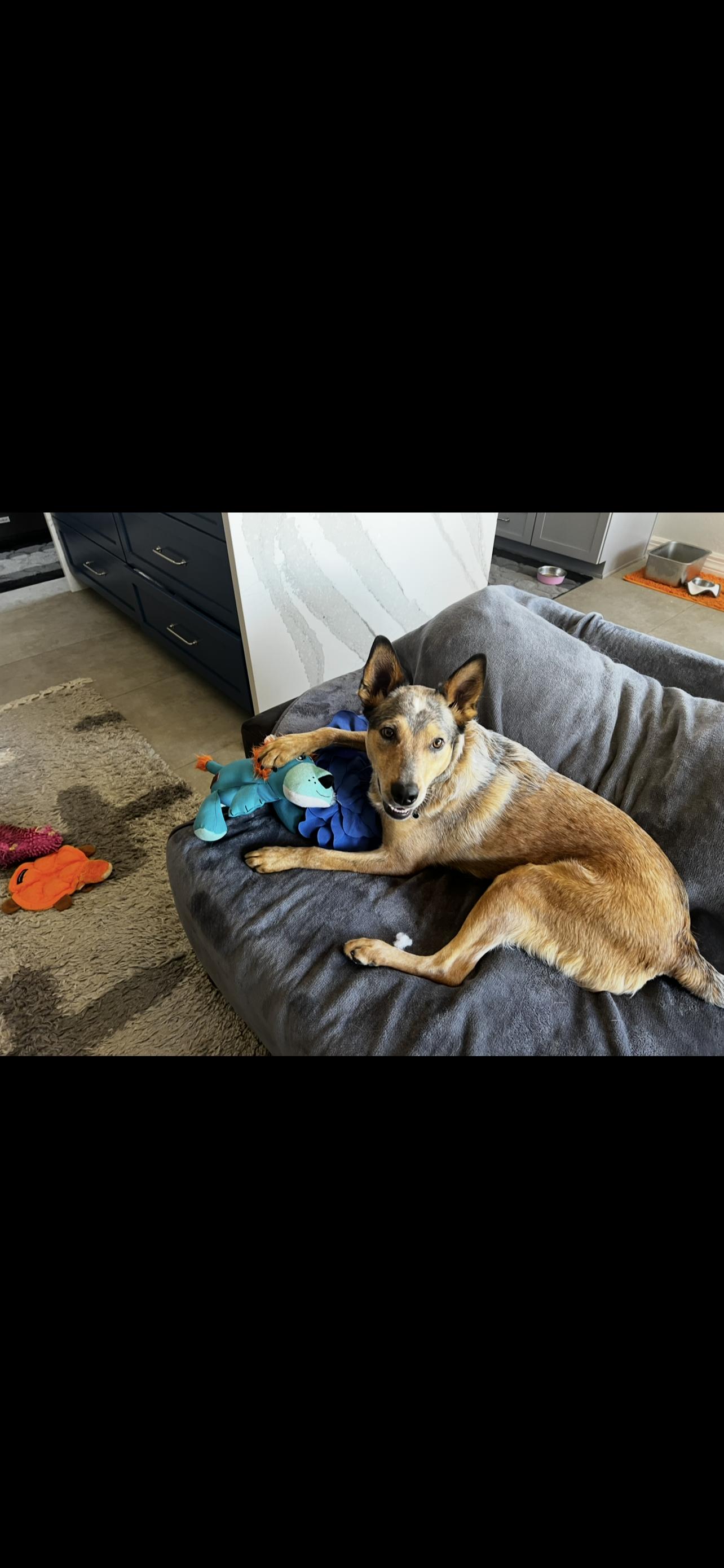 Enlarge Harrison, a ADOPTABLE mixed breed in Scottsdale, AZ image 3/3