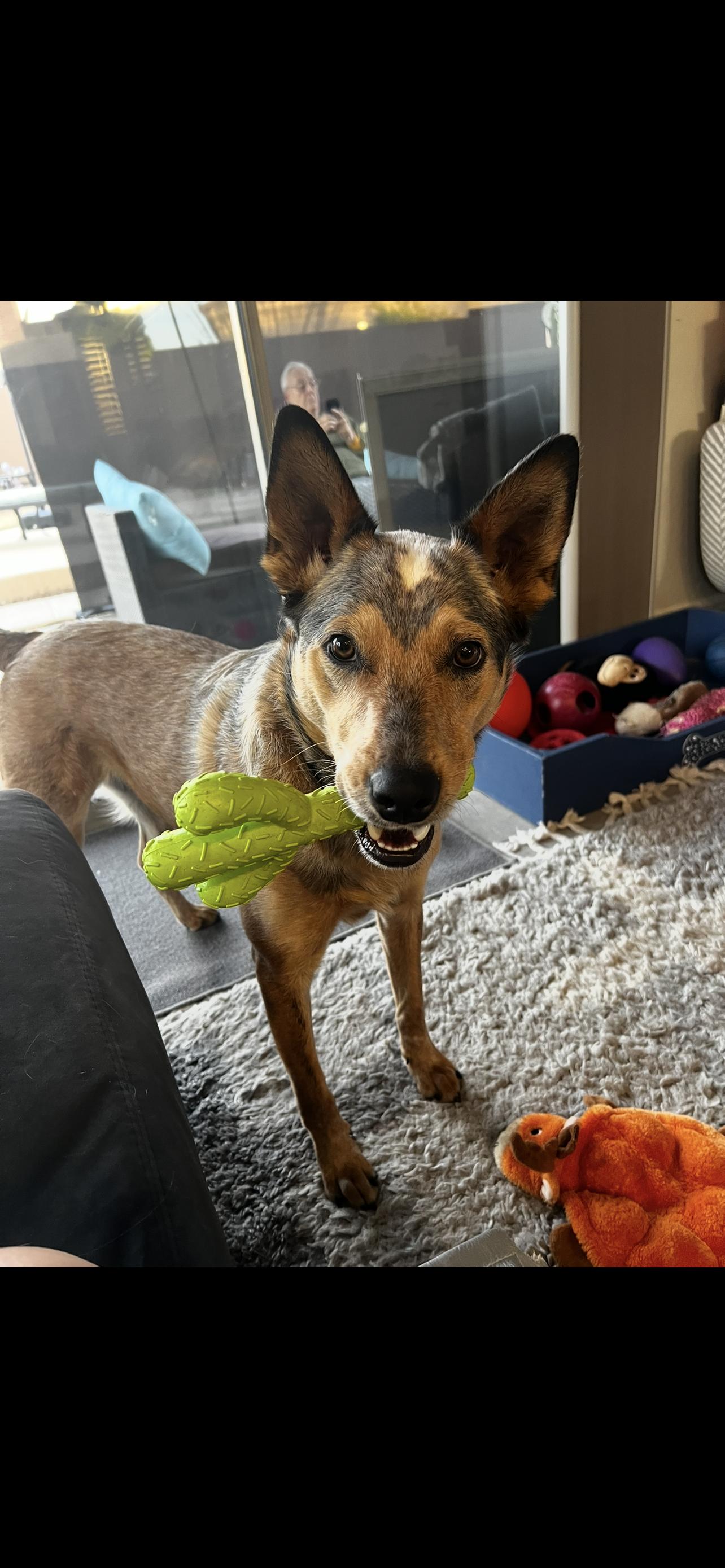 Enlarge Harrison, a ADOPTABLE mixed breed in Scottsdale, AZ image 2/3