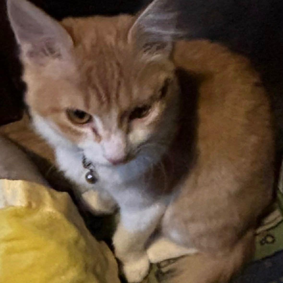 Enlarge Nigel , a ADOPTABLE mixed breed in Westland, MI image 3/4