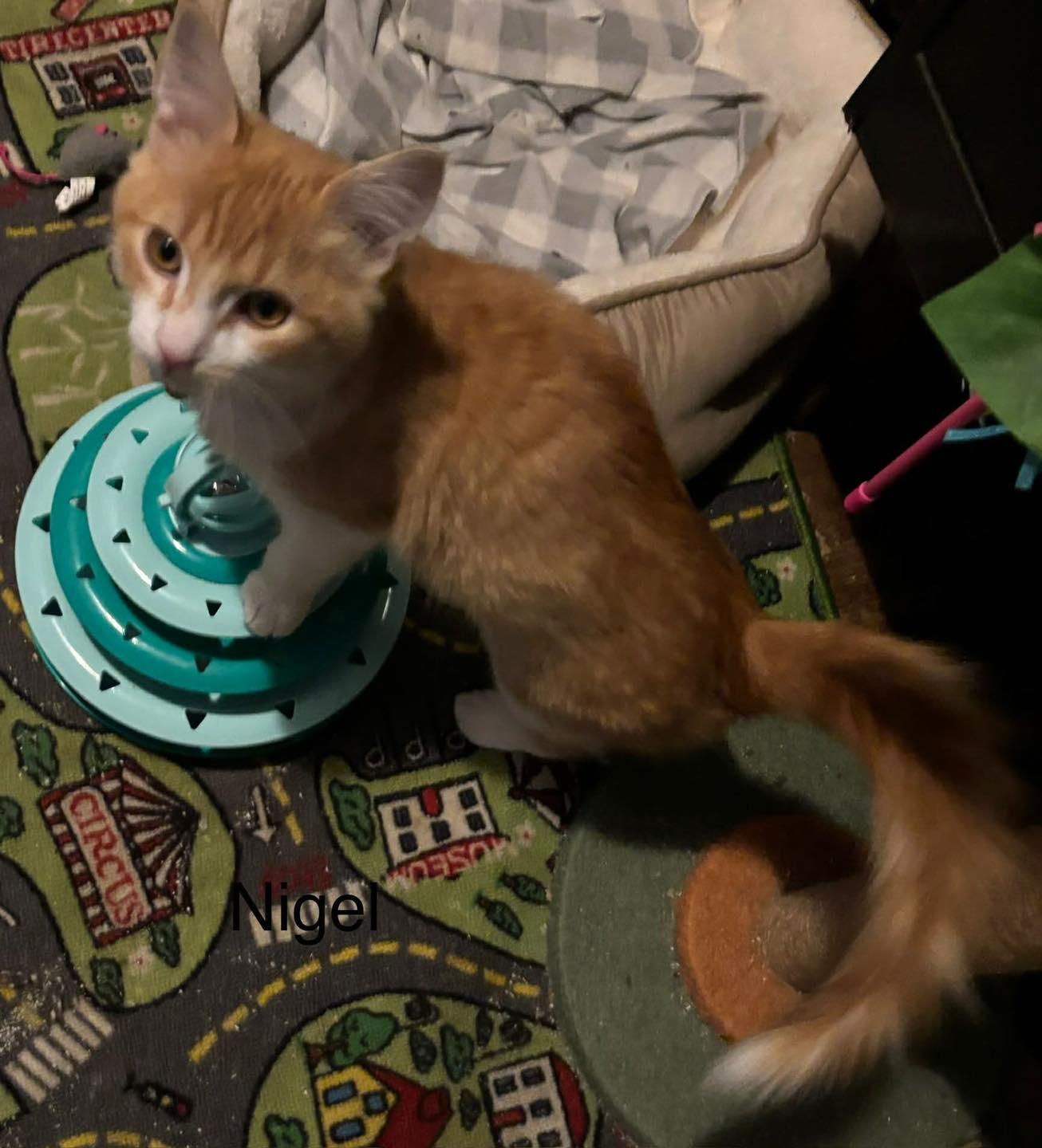 Enlarge Nigel , a ADOPTABLE mixed breed in Westland, MI image 2/4