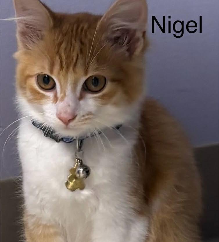 Nigel , ADOPTABLE, Kitten Male Domestic Medium Hair.