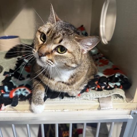 Enlarge Luna, an adopted Domestic Short Hair in Hutchinson, MN image 4/4
