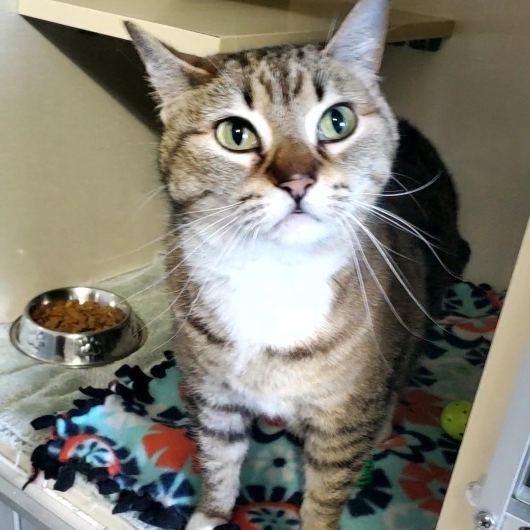 Luna, adopted, Adult Female Domestic Short Hair.