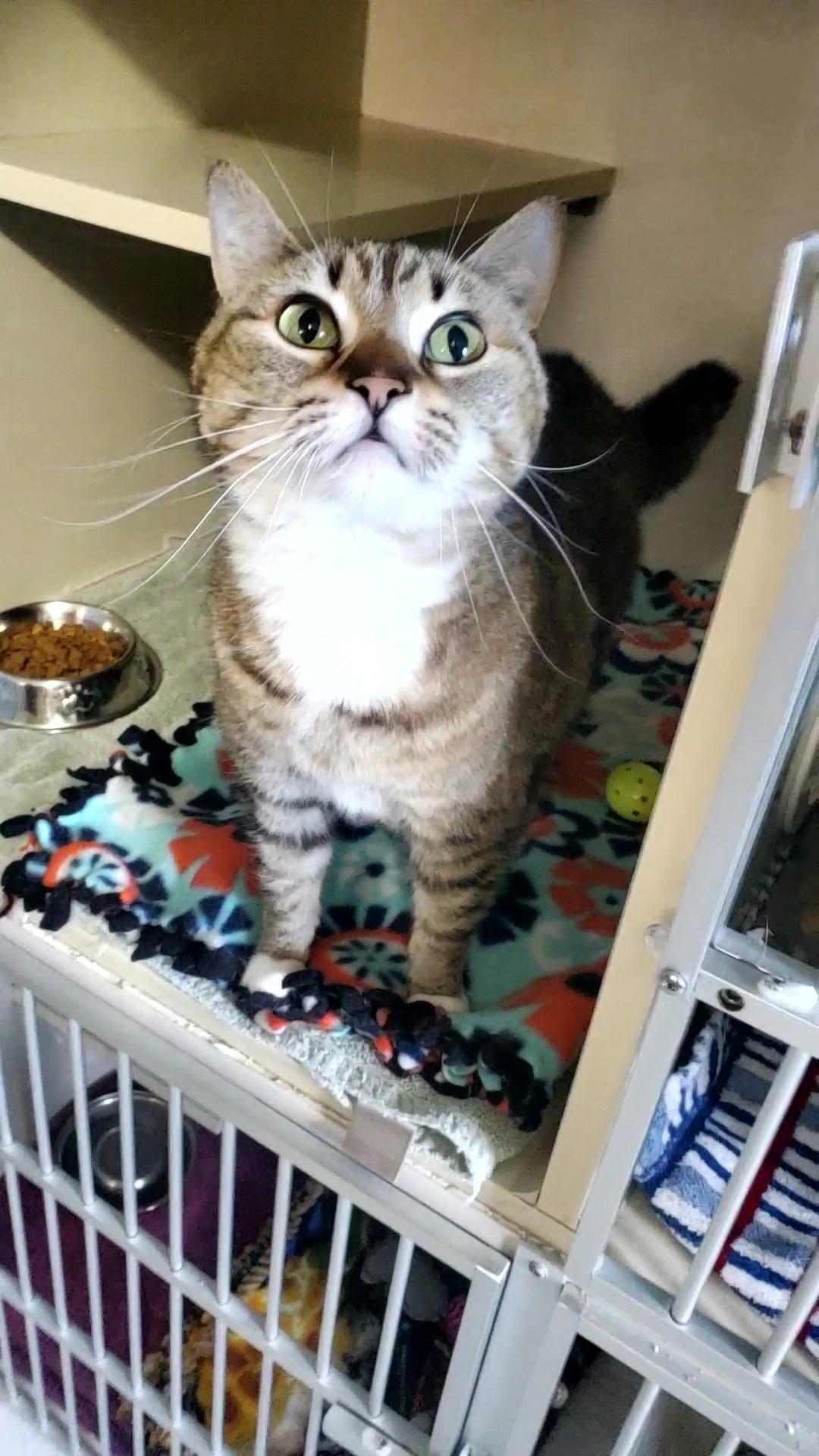 Enlarge Luna, an adopted Domestic Short Hair in Hutchinson, MN image 2/4