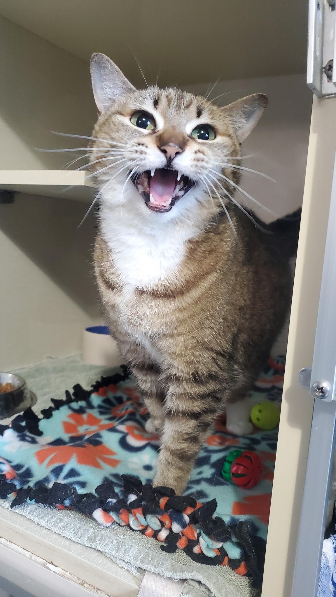 Enlarge Luna, an adopted Domestic Short Hair in Hutchinson, MN image 3/4