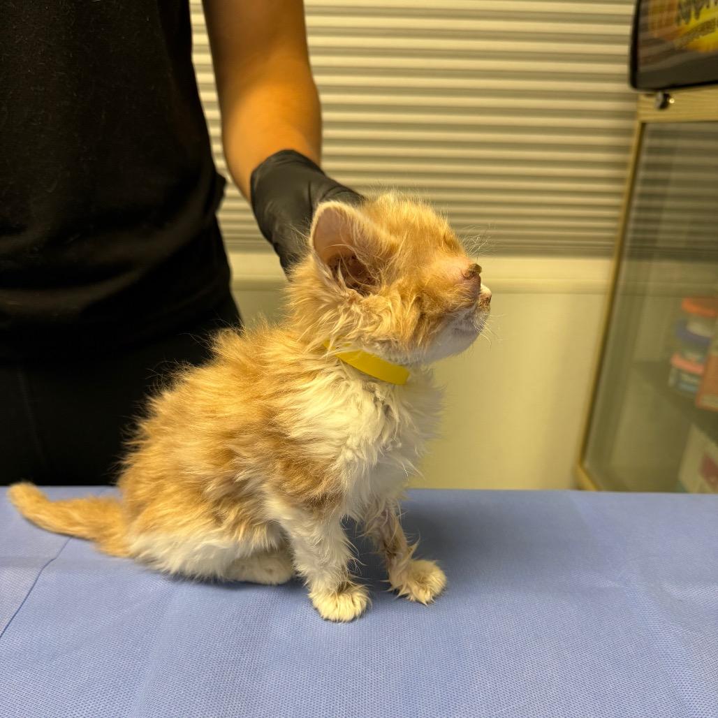 Tangerine, Adoptable, Kitten Male Domestic Long Hair.