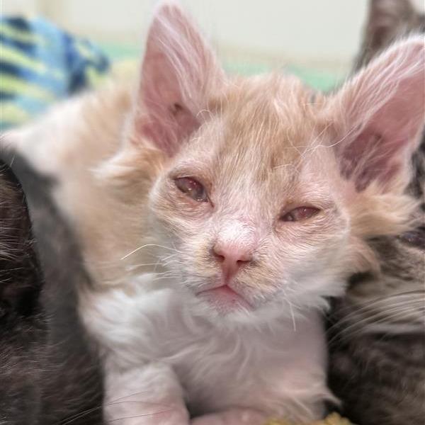 Enlarge Tangerine, a Adoptable Domestic Long Hair in Mount Shasta, CA image 2/6