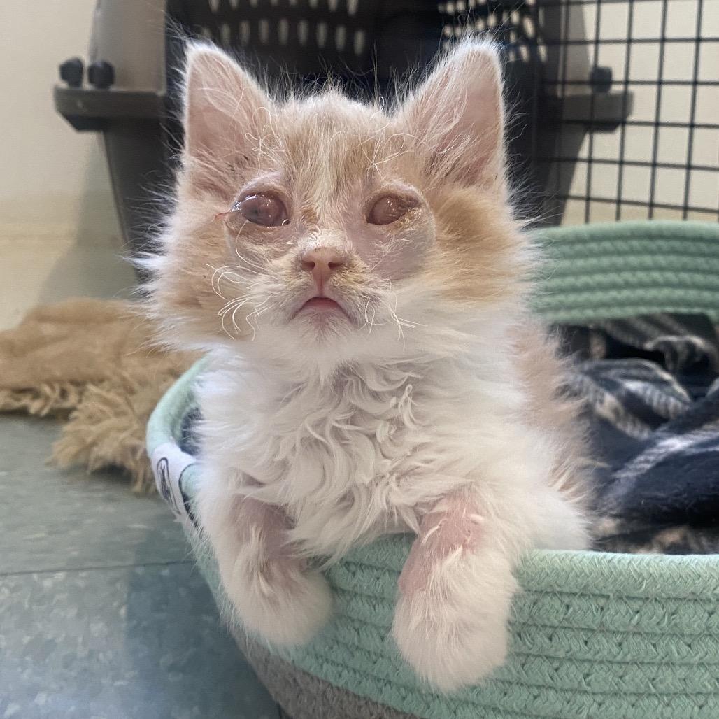 Enlarge Tangerine, a Adoptable Domestic Long Hair in Mount Shasta, CA image 3/6