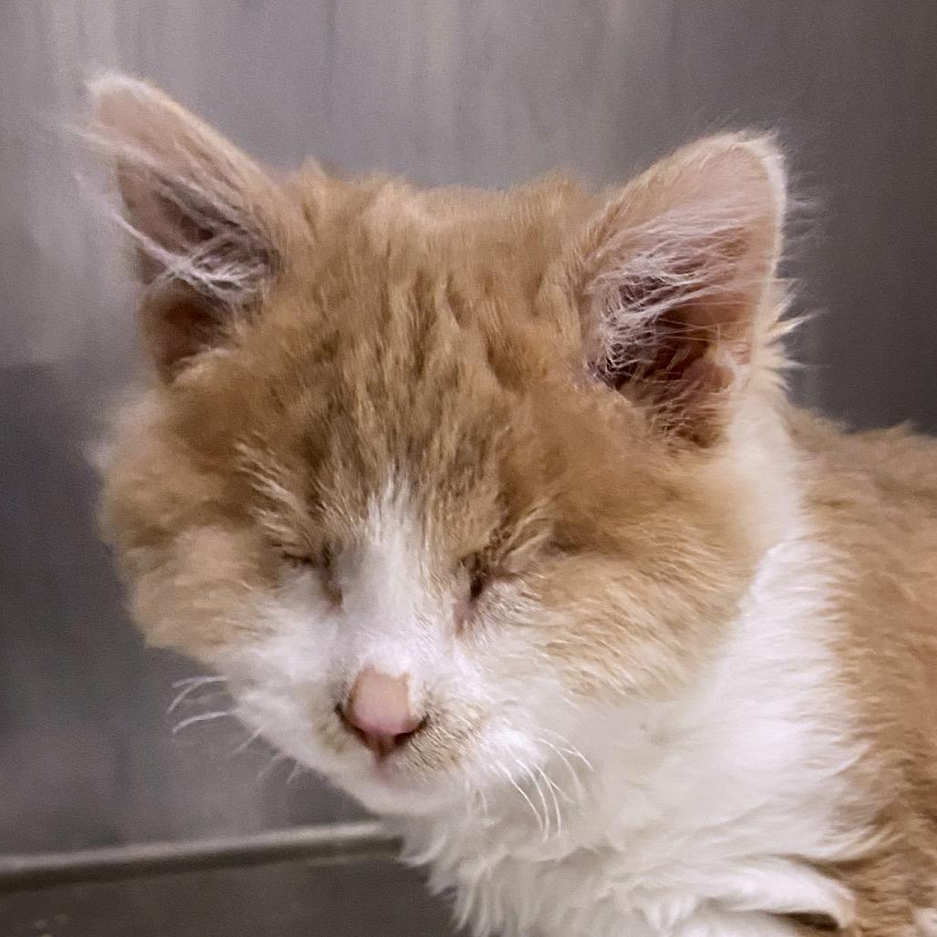 Enlarge Tangerine, a Adoptable Domestic Long Hair in Mount Shasta, CA image 4/6
