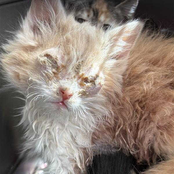Enlarge Tangerine, a Adoptable Domestic Long Hair in Mount Shasta, CA image 6/6