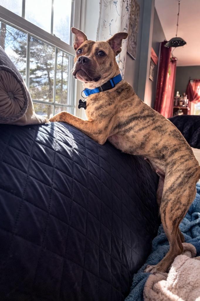 Rinny - LOCAL, Adoptable, Adult Female Boxer.