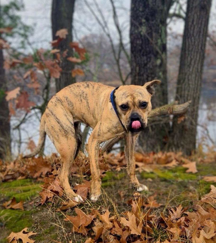Rinny - LOCAL, a Adoptable mixed breed in Princeton, MA image 1/6