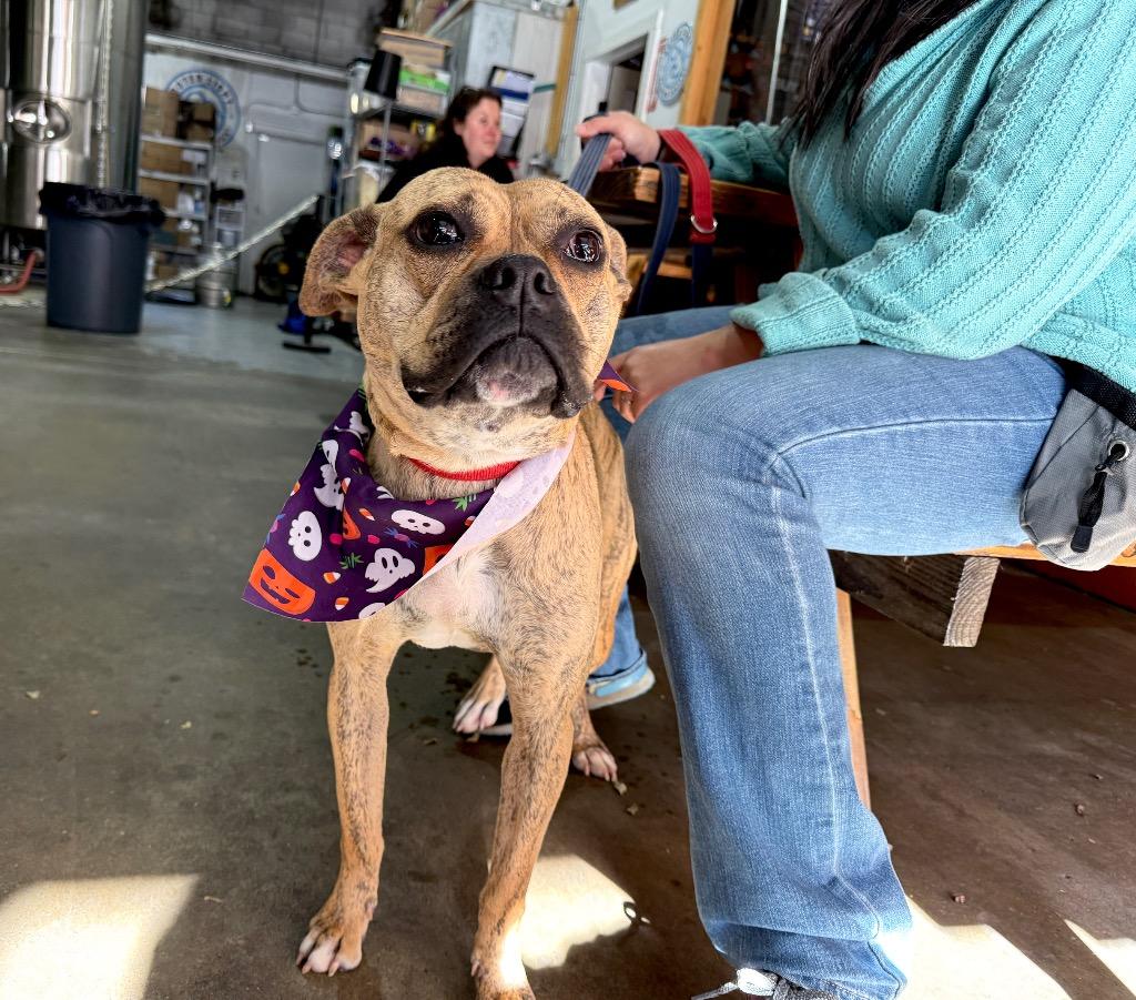 Rinny - LOCAL, a Adoptable mixed breed in Princeton, MA image 2/6