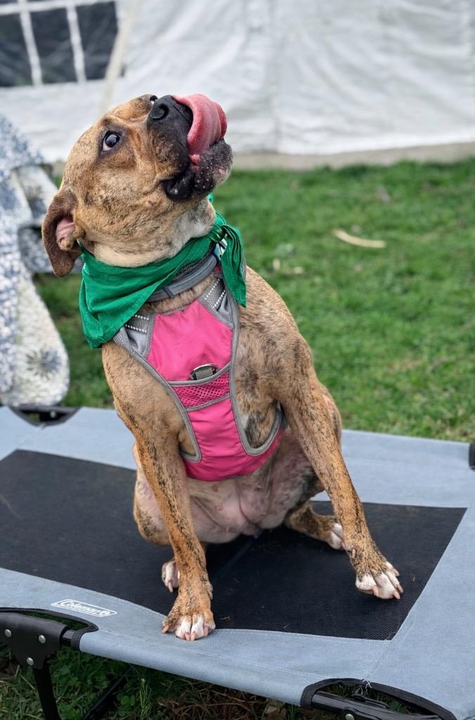 Enlarge Rinny - LOCAL, a Adoptable mixed breed in Princeton, MA image 3/6