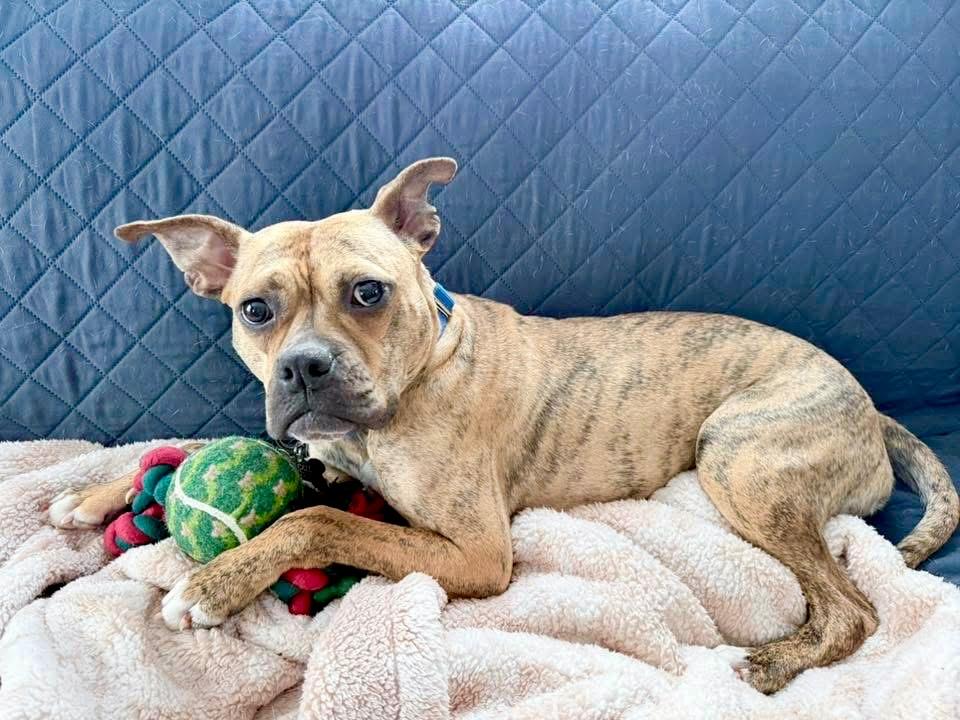 Enlarge Rinny - LOCAL, a Adoptable mixed breed in Princeton, MA image 2/6