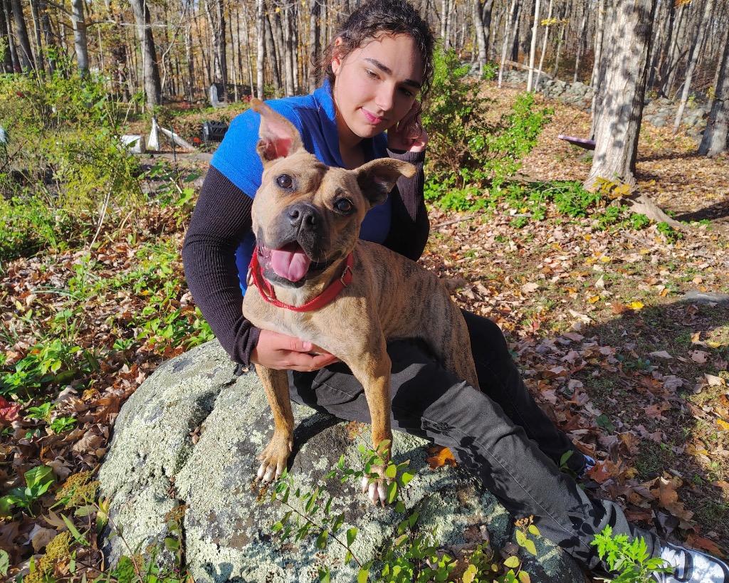 Rinny - LOCAL, Adoptable, Adult Female Boxer.