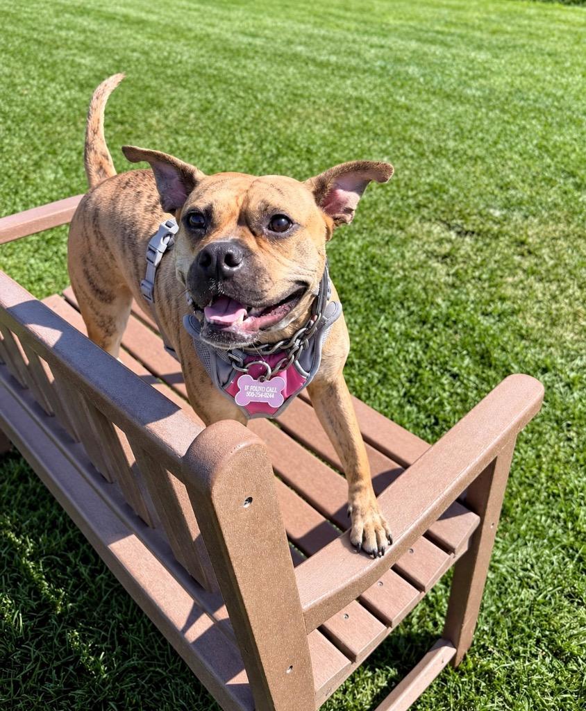 Rinny - LOCAL in CT, Adoptable, Adult Female American Bulldog & Pit Bull Terrier.